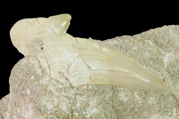 Otodus Shark Tooth Fossil in Rock - Eocene #135855